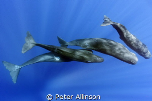 pod of sperm whales playing off of Dominica, taken under ... by Peter Allinson 